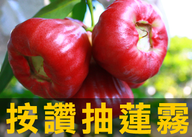 蓮霧王黃進文,蓮霧贈獎活動第二波開跑囉!蓮霧脆甜多汁、新鮮可口!詳情請上www.5205.tw