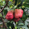 3A級 黑糖芭比蓮霧