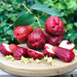 【香港直送】 頂級 黑糖芭比蓮霧