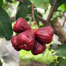 【香港直送】 頂級 黑糖芭比蓮霧