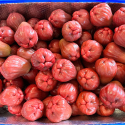 【香港直送】 頂級 黑糖芭比蓮霧