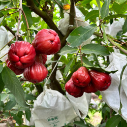 【香港直送】 頂級 黑糖芭比蓮霧