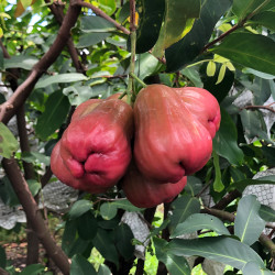 【香港直送】 頂級 黑糖芭比蓮霧