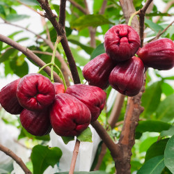 【香港直送】 特級 黑糖芭比蓮霧