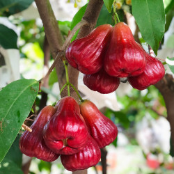 【香港直送】 特級 黑糖芭比蓮霧