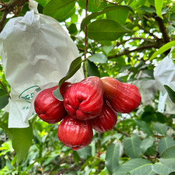 【香港直送】 特級 黑糖芭比蓮霧