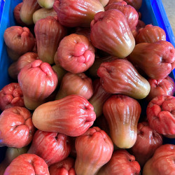 【香港直送】 特級 黑糖芭比蓮霧