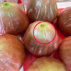 4斤惜福品 黑糖芭比蓮霧