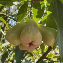 中果 麝香蓮霧（4月底出貨）