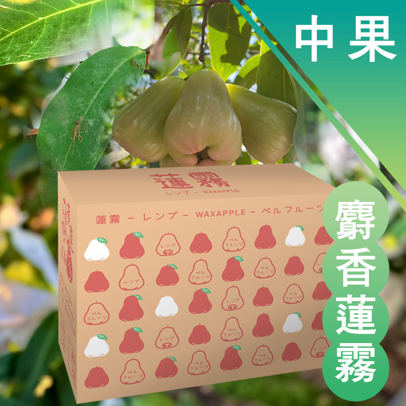 中果 麝香蓮霧（4月底出貨）